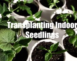 $10 Garden Series # 6- How to Transplant Seedlings When Starting Seeds Indoors