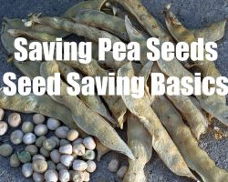 How to Save Pea Seeds  & Seed Saving Basics – in 4K