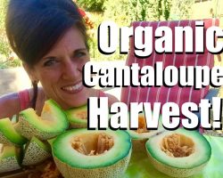 Organic Garden Cantaloupe Harvest  – This is Why We Do It!