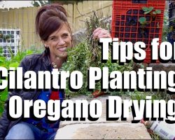 Cilantro Planting and Oregano Drying Tips  #1 // CaliKim Cam
