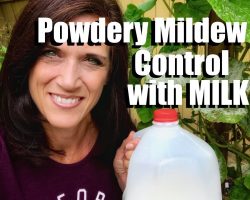 How to Control Powdery Mildew with Milk // CaliKim 2 Minute Tip