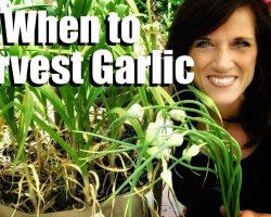 How to Know When Garlic is Ready to Harvest & Harvesting Garlic Scapes to Grow Larger Cloves