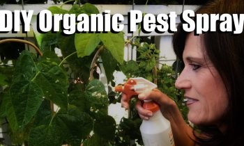 DIY Organic Pesticide Spray with Neem Oil, Peppermint Oil, Worm Tea