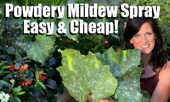 Easy, Inexpensive Powdery Mildew Spray for Squash & Cucumbers, Prune Leaves to Keep Production Going