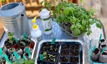 3 Watering/Fertilizing Mistskes NOT to Make When Starting Seeds Indoors & LIVE Q & A